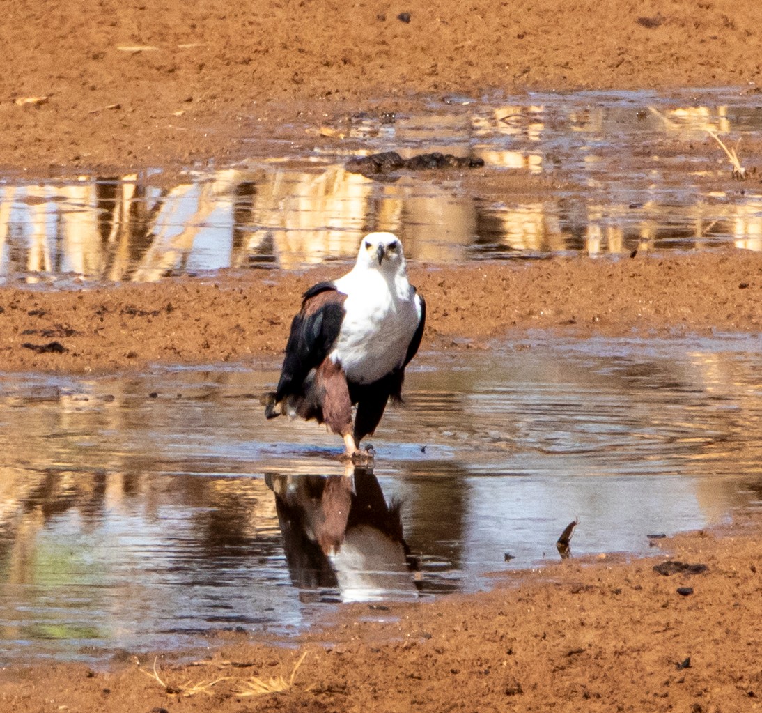 African Fish-Eagle - ML639919163