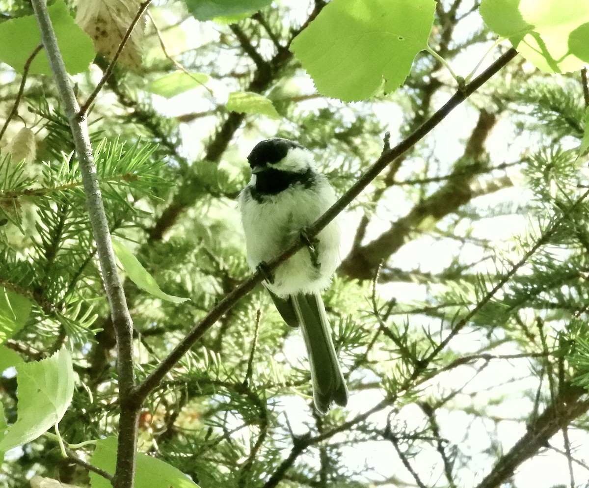 Black-capped Chickadee - ML639919164
