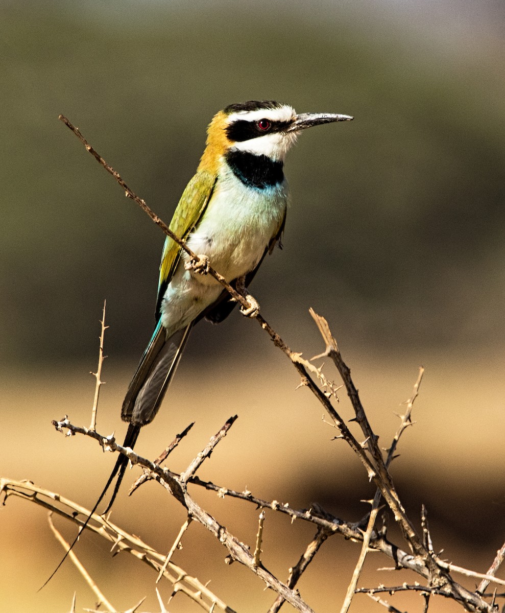 White-throated Bee-eater - ML639919188