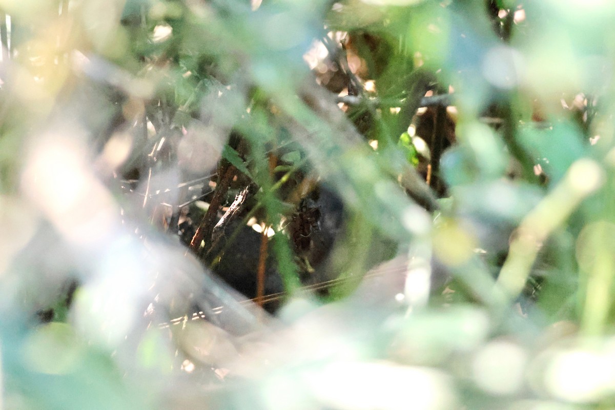 Planalto Tapaculo - ML639919192