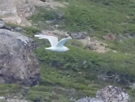 北極鷗 - ML639919199