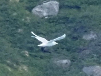 北極鷗 - ML639919201