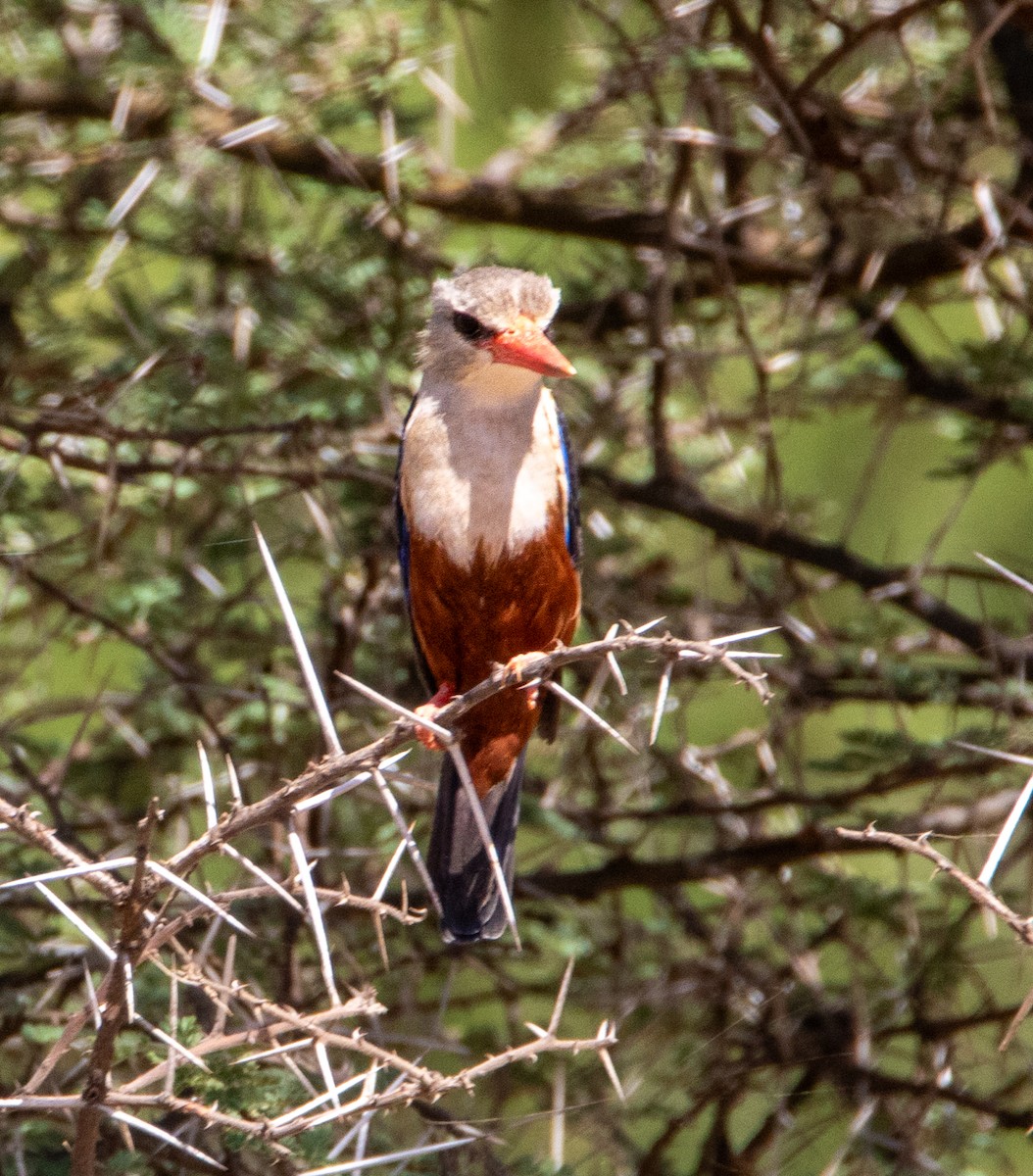 Gray-headed Kingfisher - ML639919207