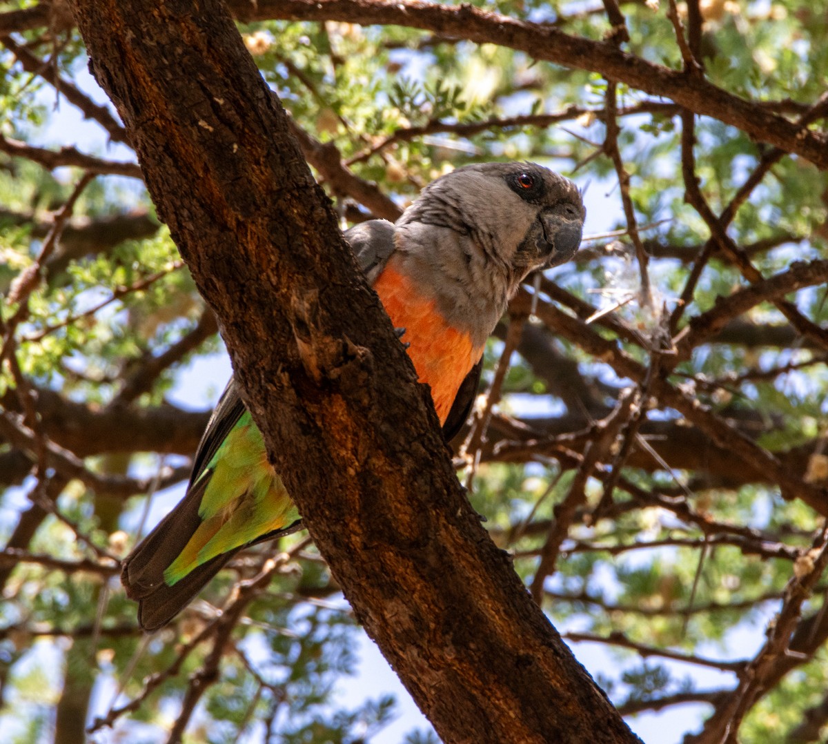 Red-bellied Parrot - ML639919244