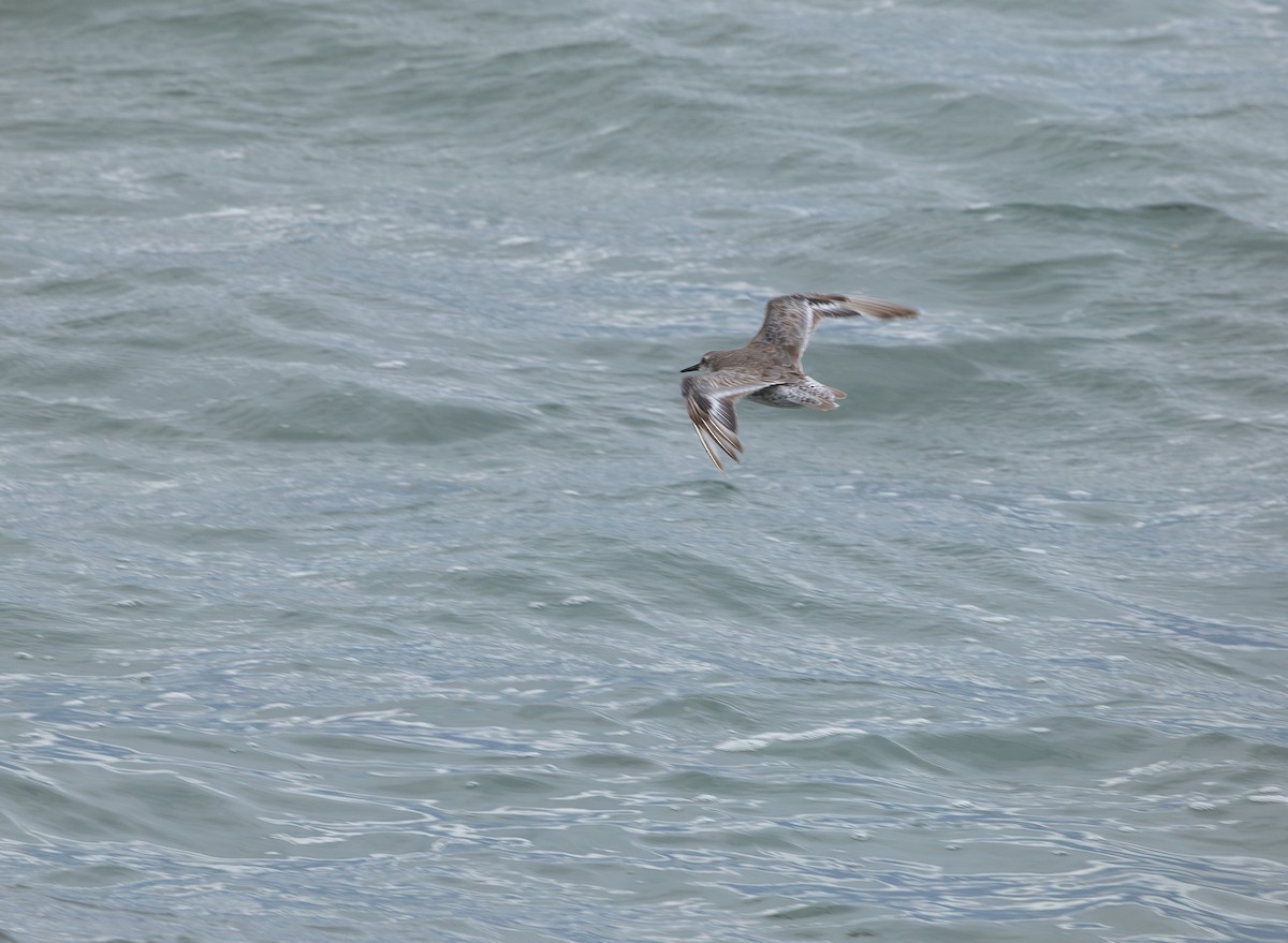 Red Knot - ML639919268