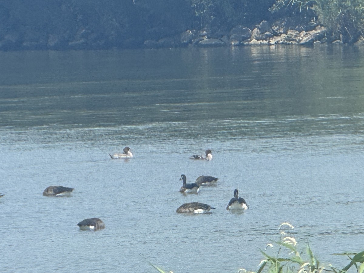 Common Merganser - ML639919276