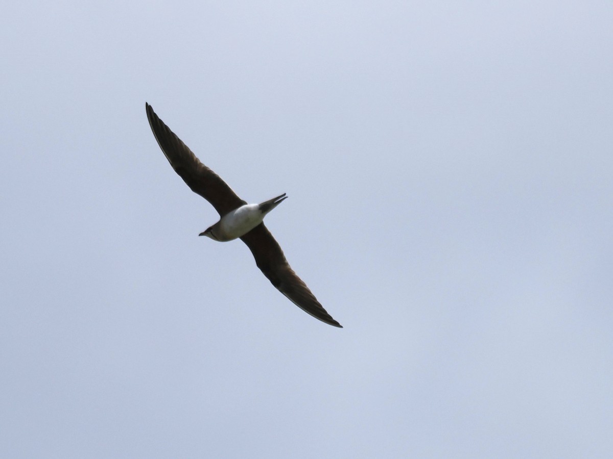 Collared Pratincole - ML639919282