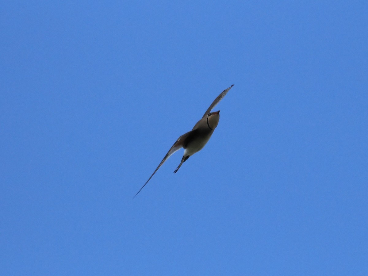 Collared Pratincole - ML639919292