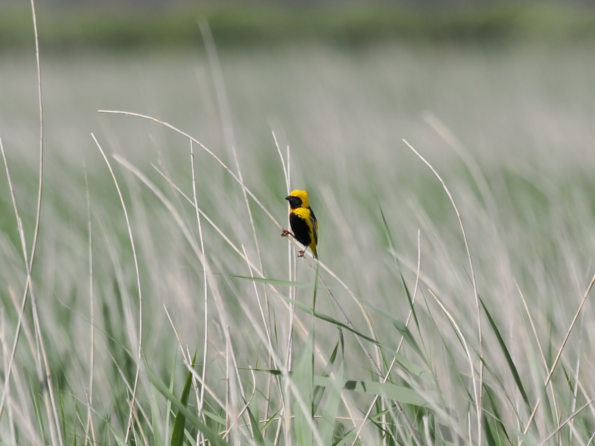 Yellow-crowned Bishop - ML639919304