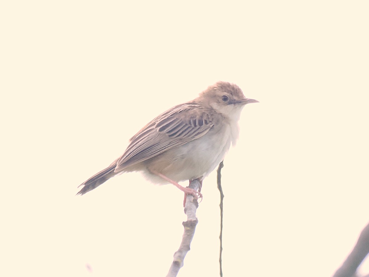 Zitting Cisticola - ML639919321
