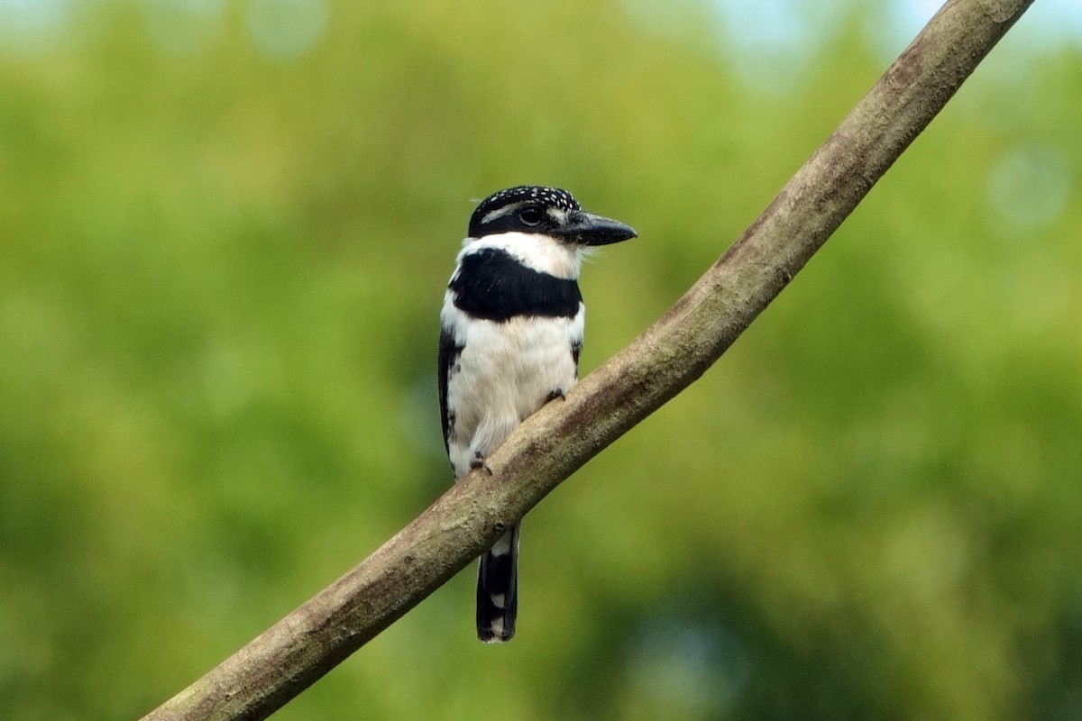 Pied Puffbird - ML639919338