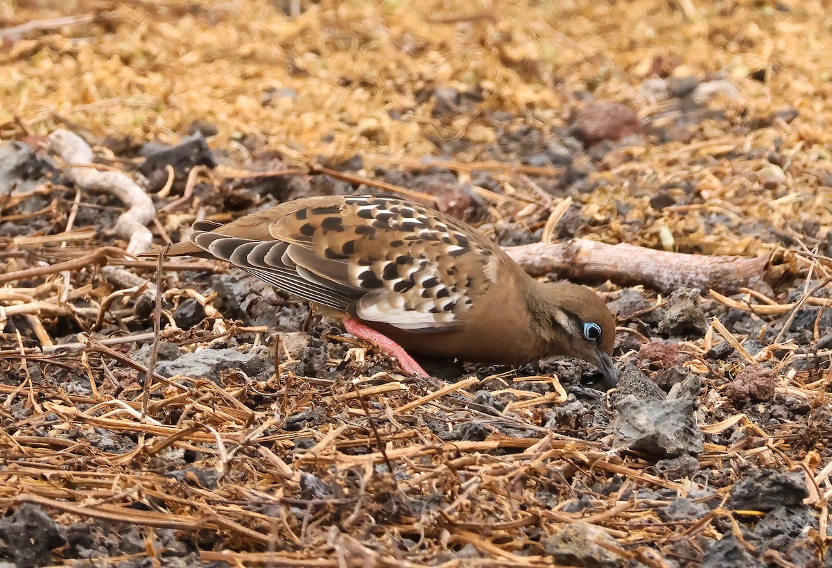 Galapagos Dove - ML639919498