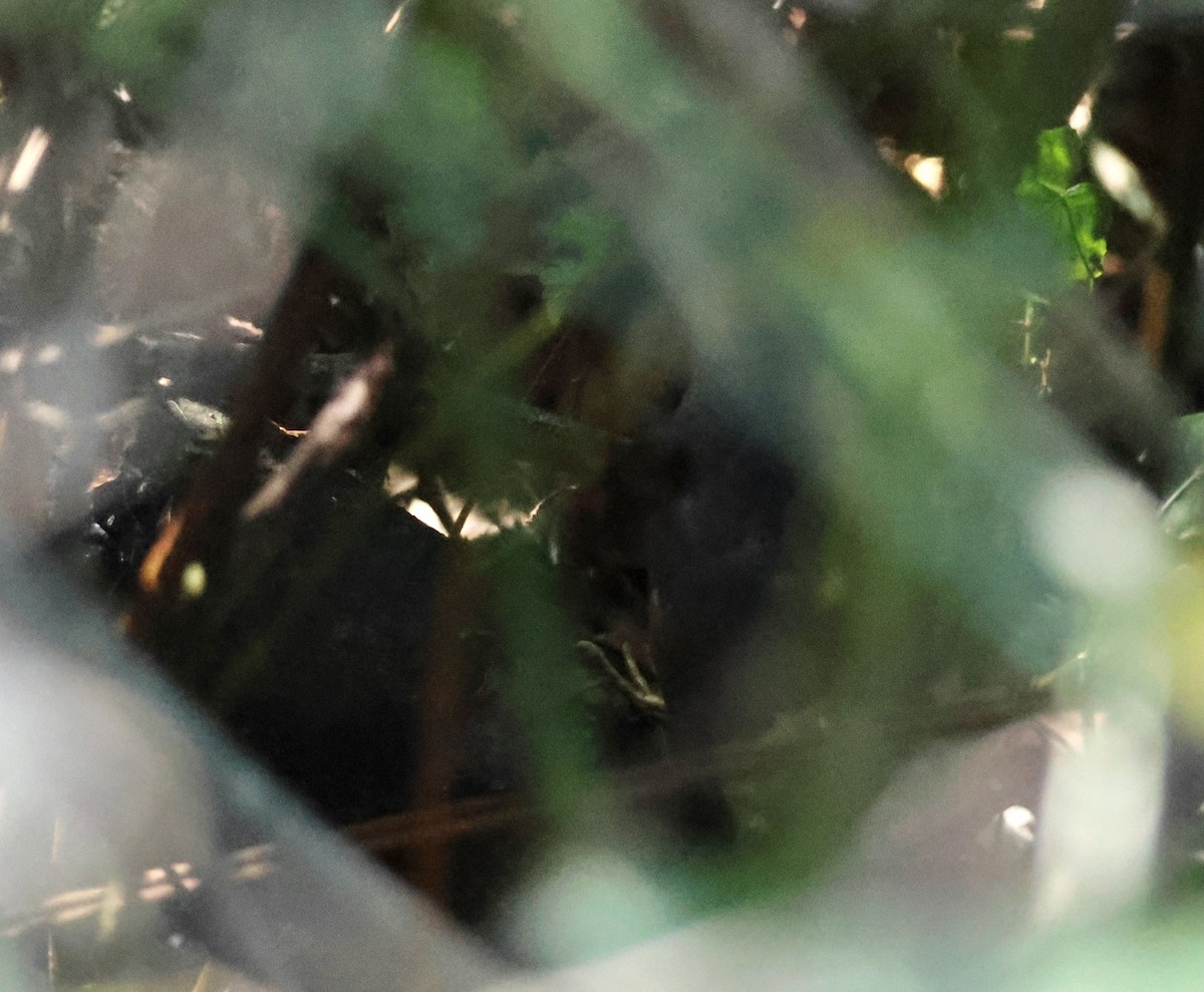 Planalto Tapaculo - ML639919509