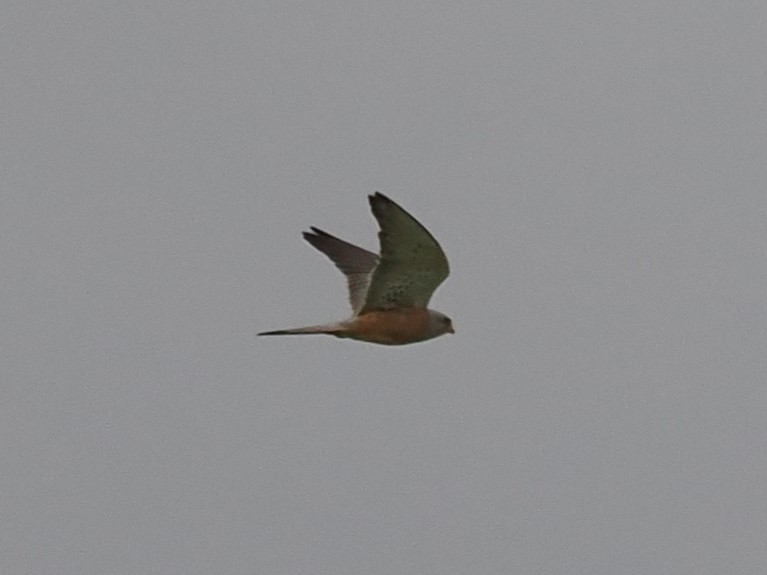 Lesser Kestrel - ML639919591