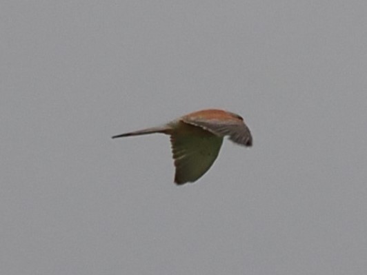 Lesser Kestrel - ML639919592