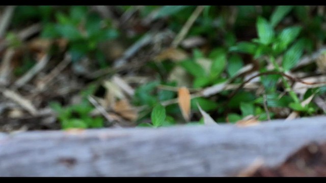 Speckle-breasted Antpitta - ML639919651