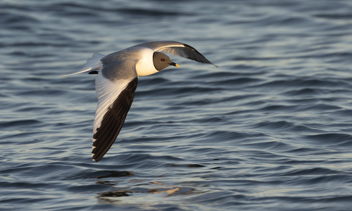 クビワカモメ - ML639919712