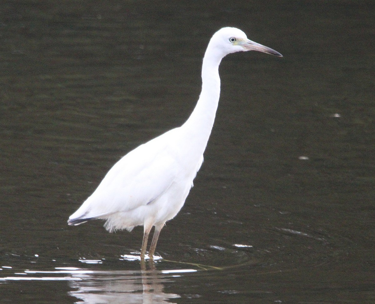 Little Blue Heron - ML639919830