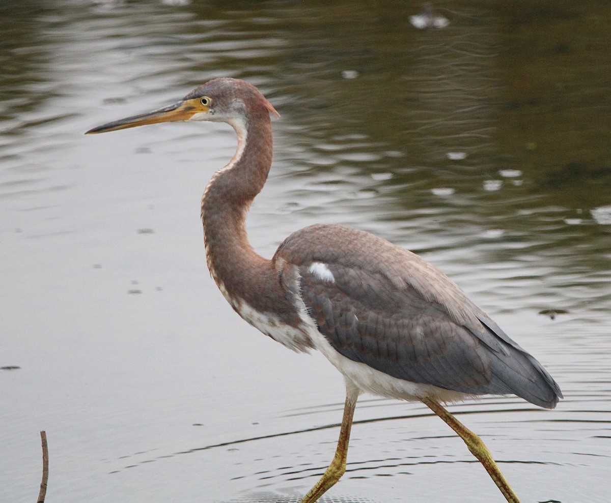 Tricolored Heron - ML639919862