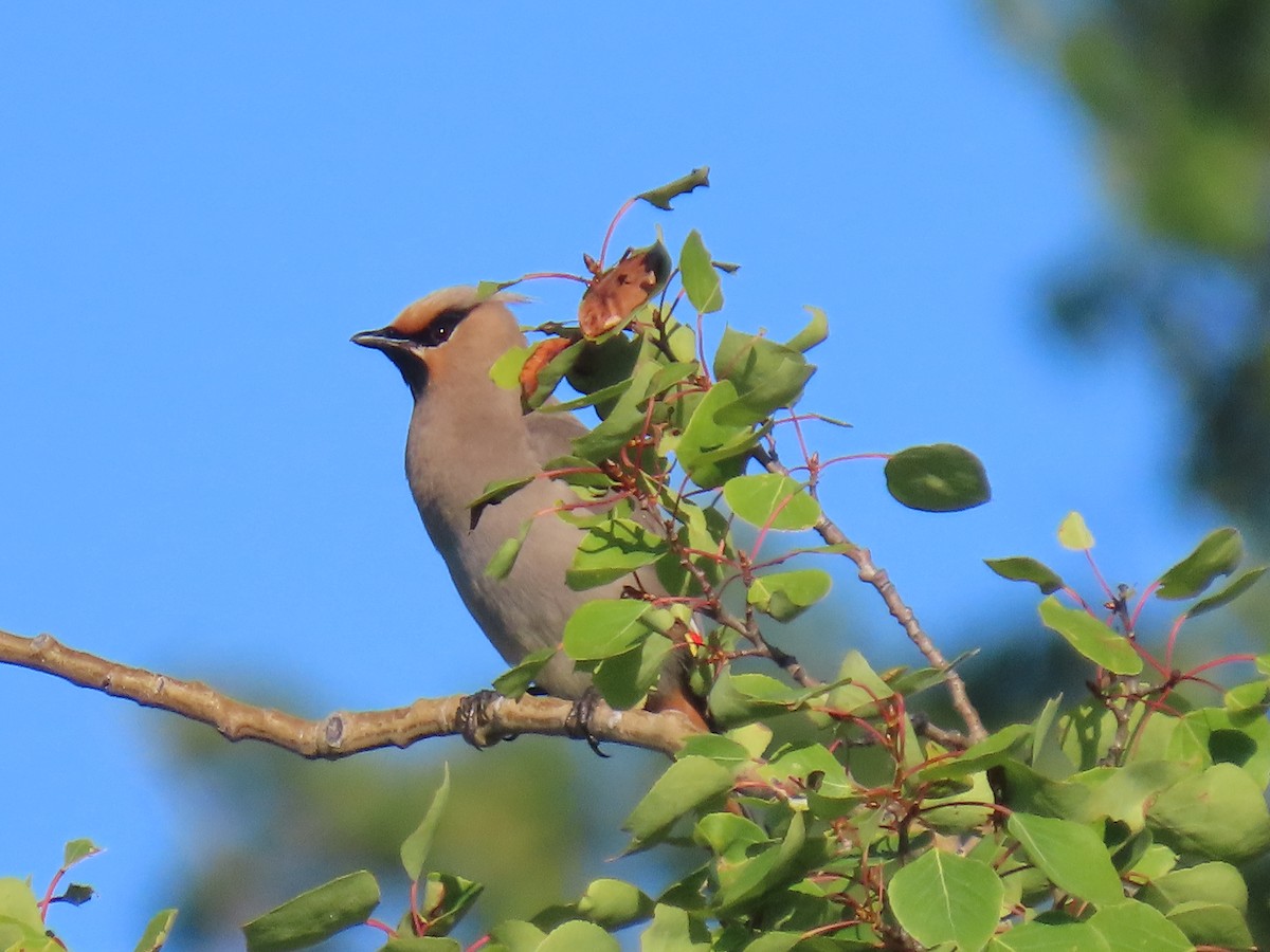 Bohemian Waxwing - ML639919890