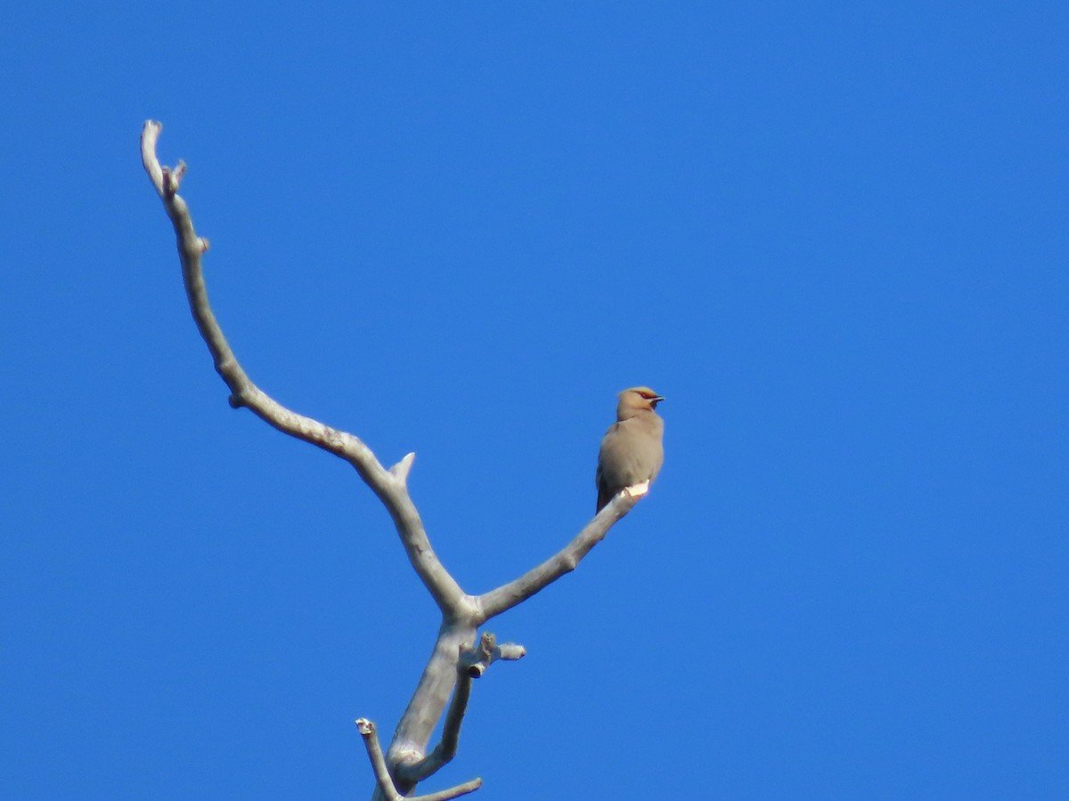 Bohemian Waxwing - ML639919899