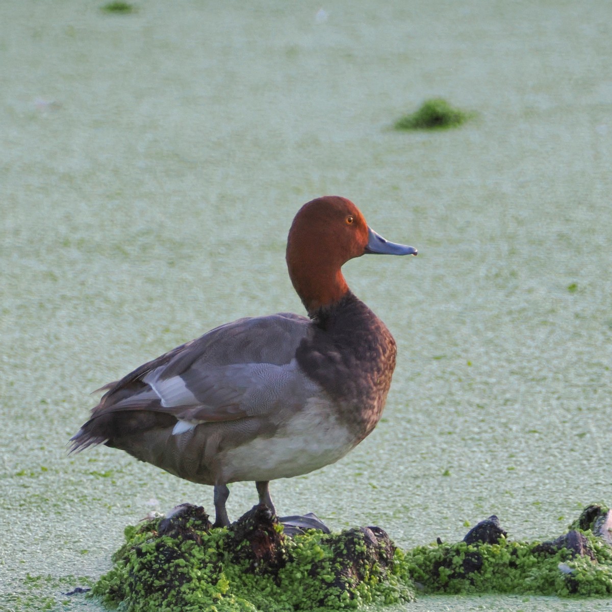 Redhead - ML639919975