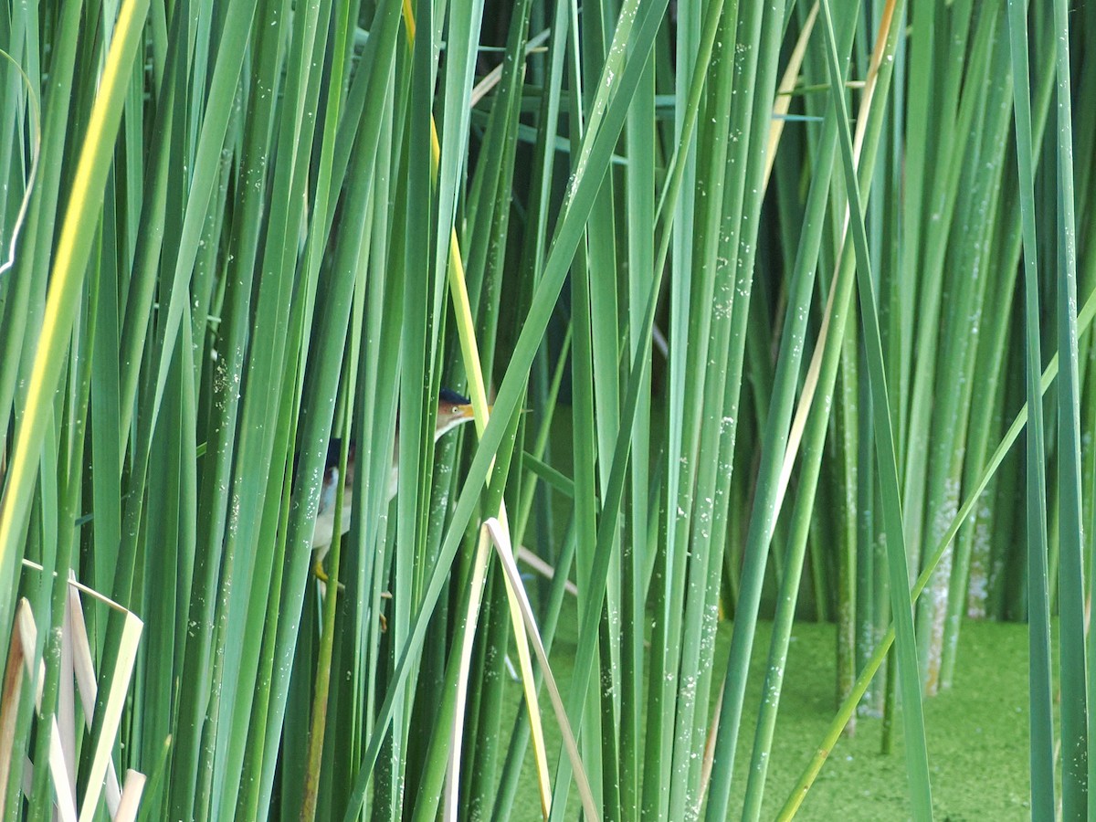 Least Bittern - ML639919999