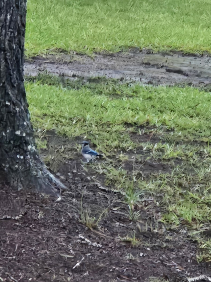 Blue Jay - ML639920027