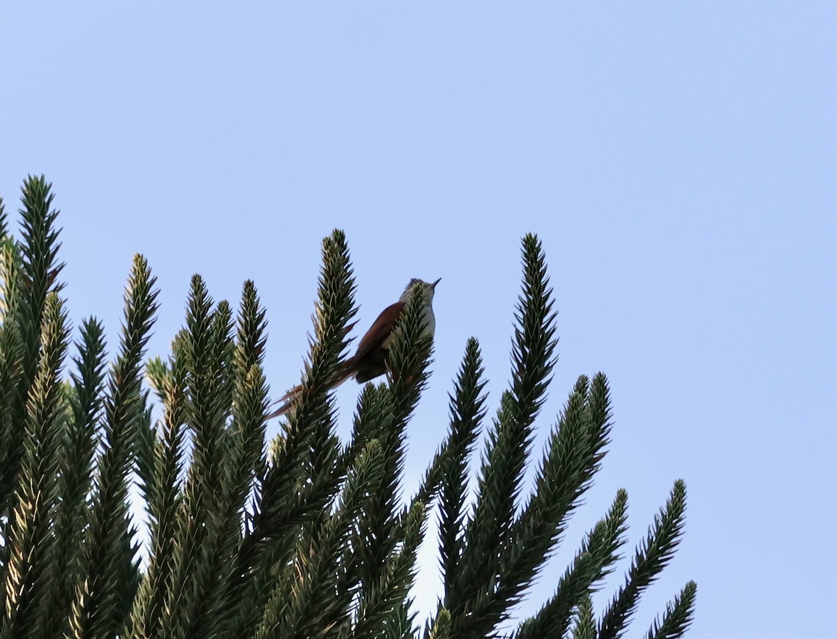 Araucaria Tit-Spinetail - ML639920314