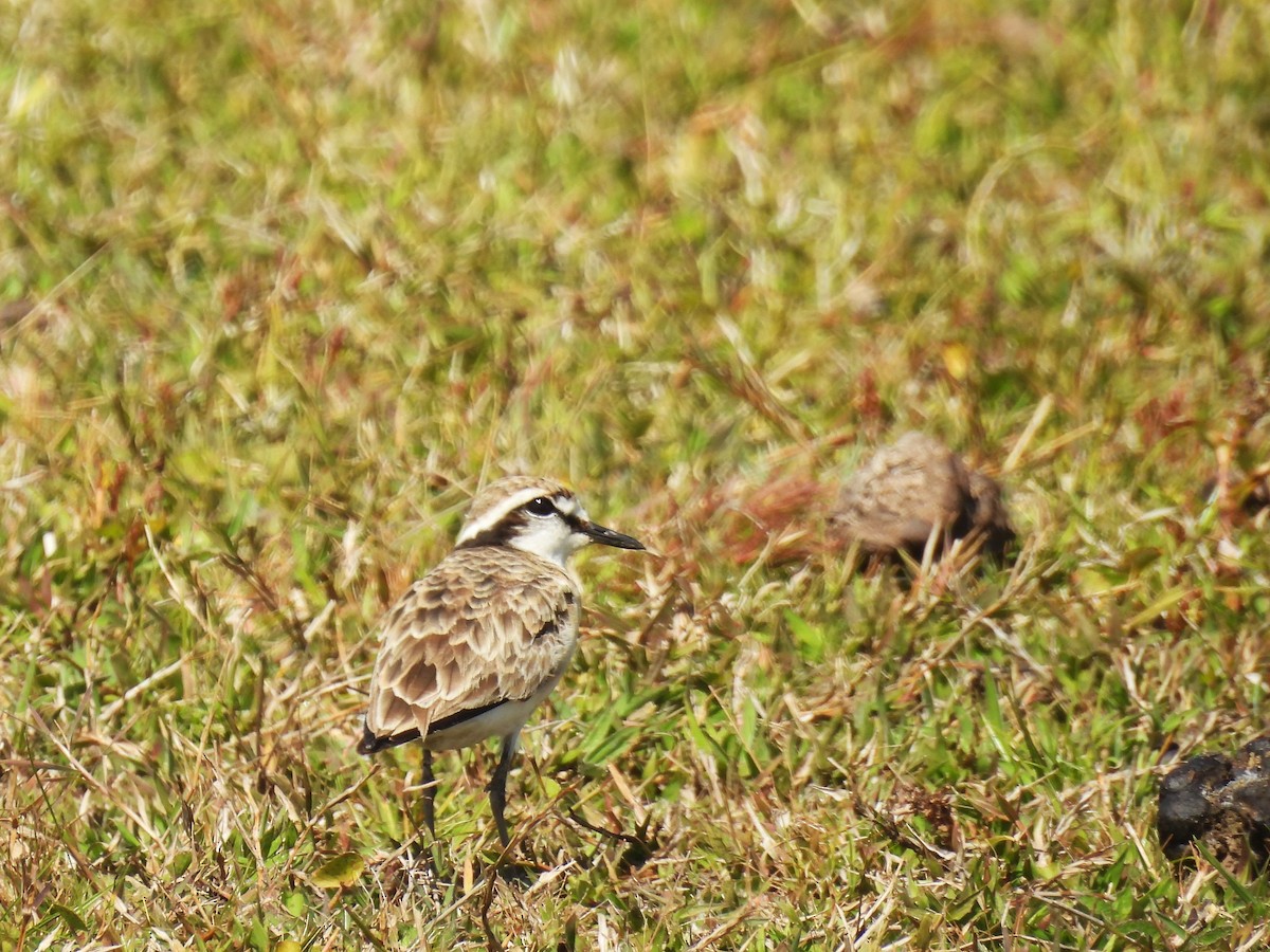 Kittlitz's Plover - ML639920382