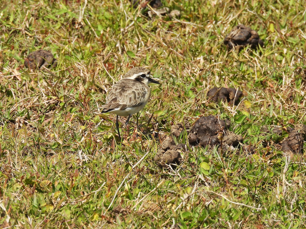 Kittlitz's Plover - ML639920385