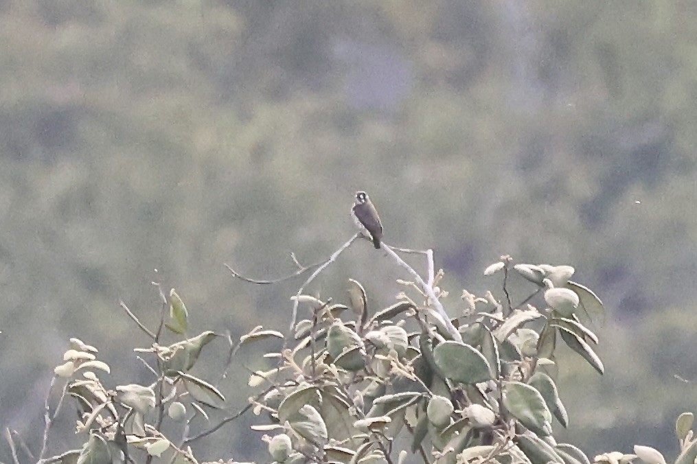 White-browed Purpletuft - ML639920422