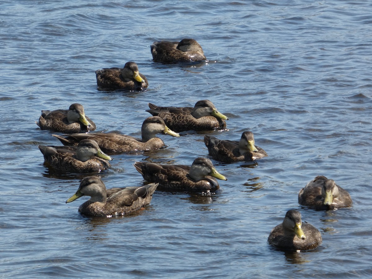 American Black Duck - ML639920451