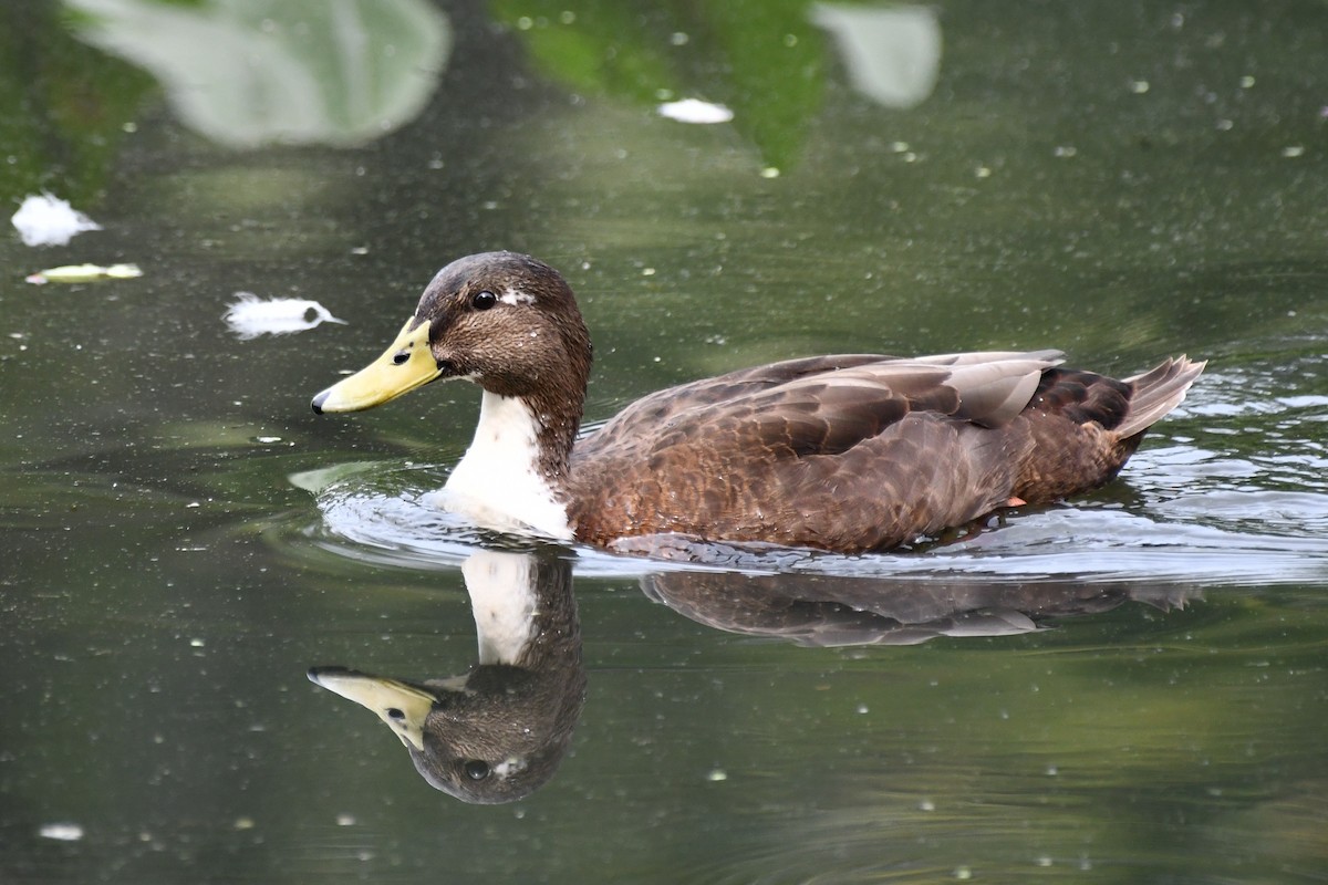 Mallard (Domestic type) - ML639920523