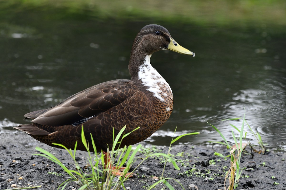 Mallard (Domestic type) - ML639920524