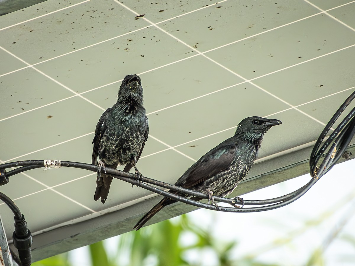 Moluccan Starling - ML639920537
