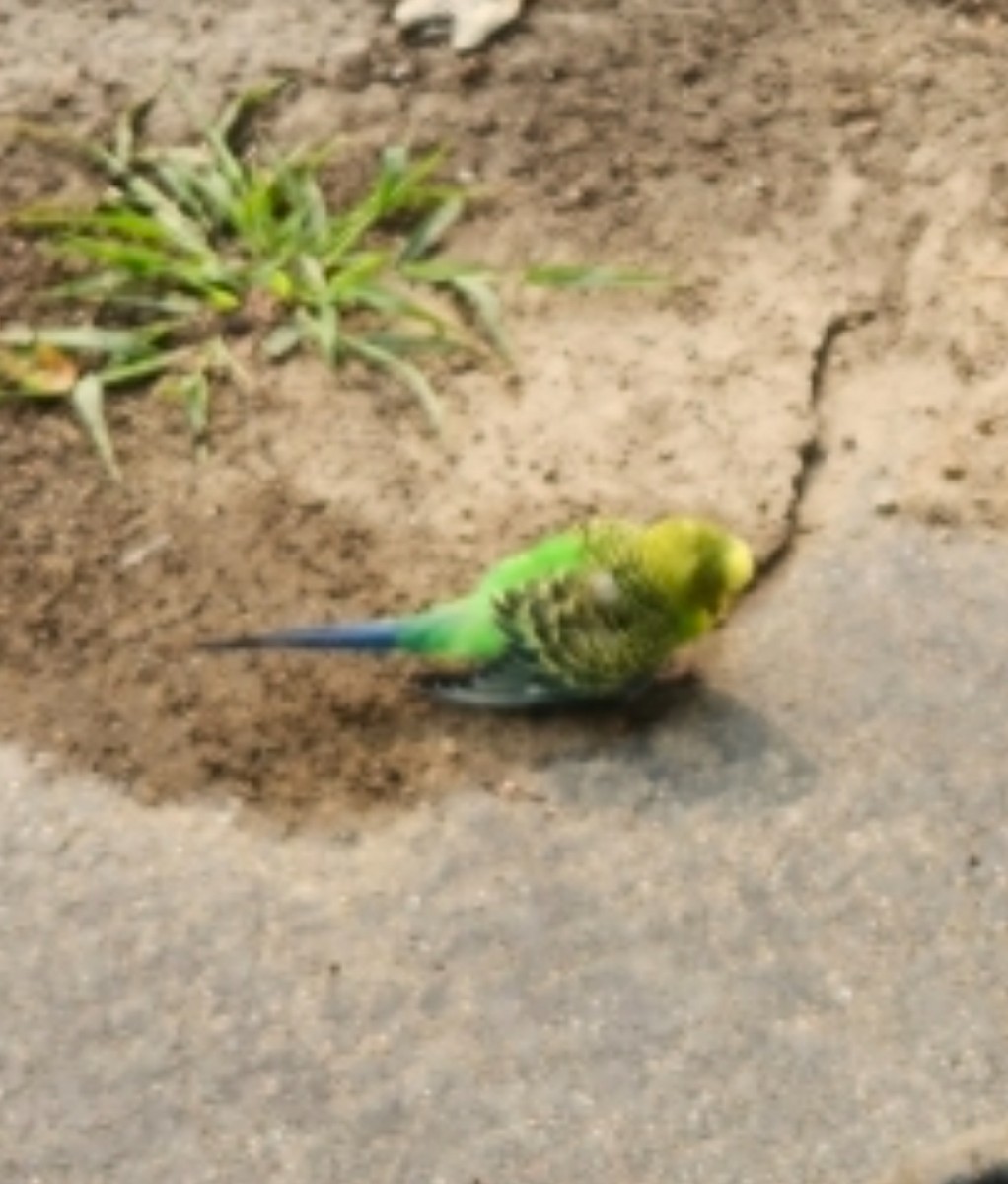 Budgerigar (Domestic type) - ML639920685