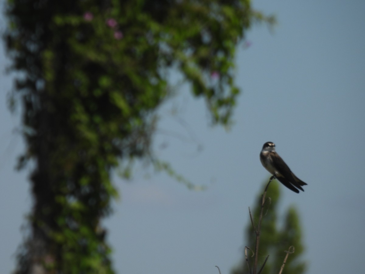 Banded Martin - ML639920690