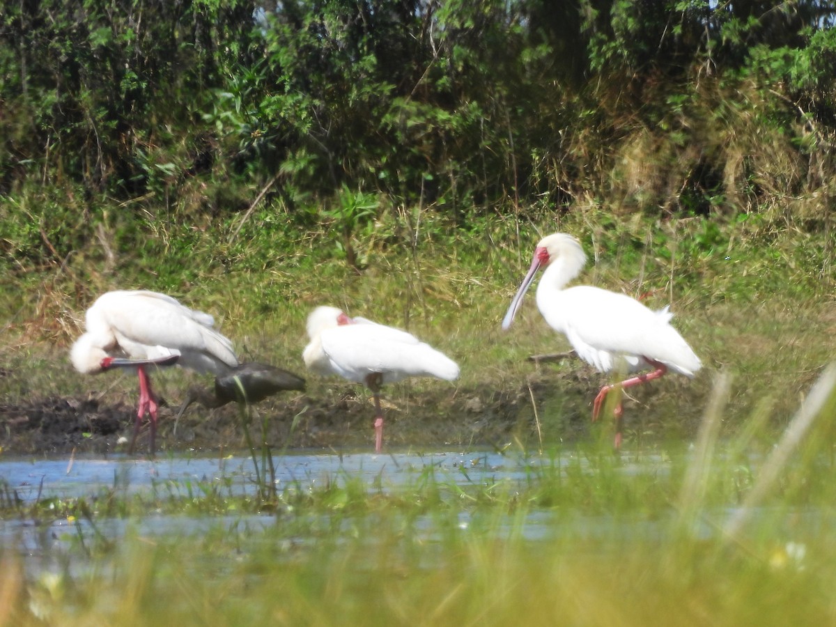 African Spoonbill - ML639920731