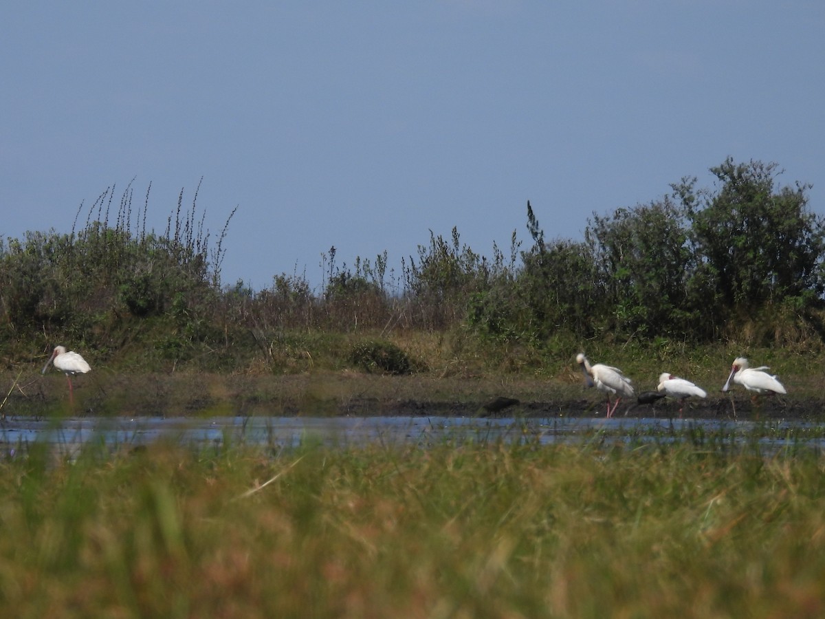 African Spoonbill - ML639920787
