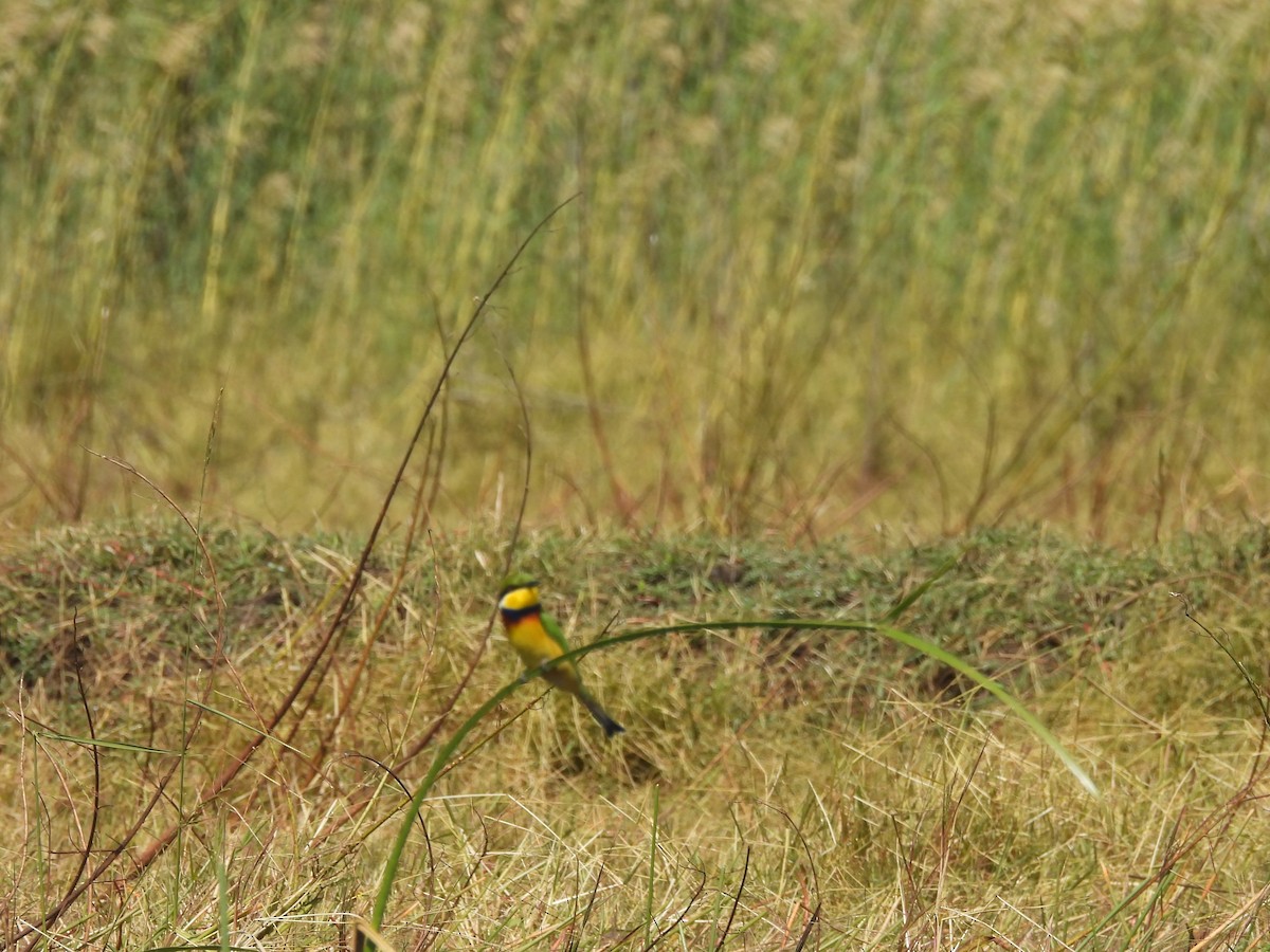 Blue-breasted Bee-eater - ML639920855