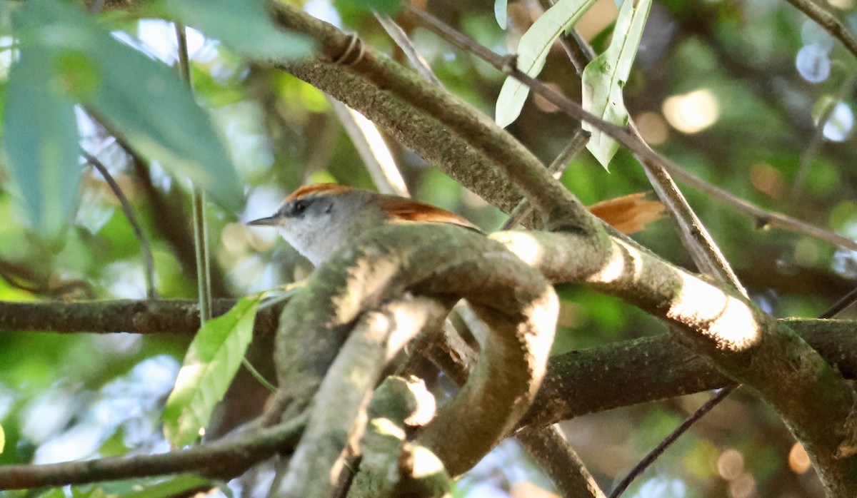 Rufous-capped Spinetail - ML639920955