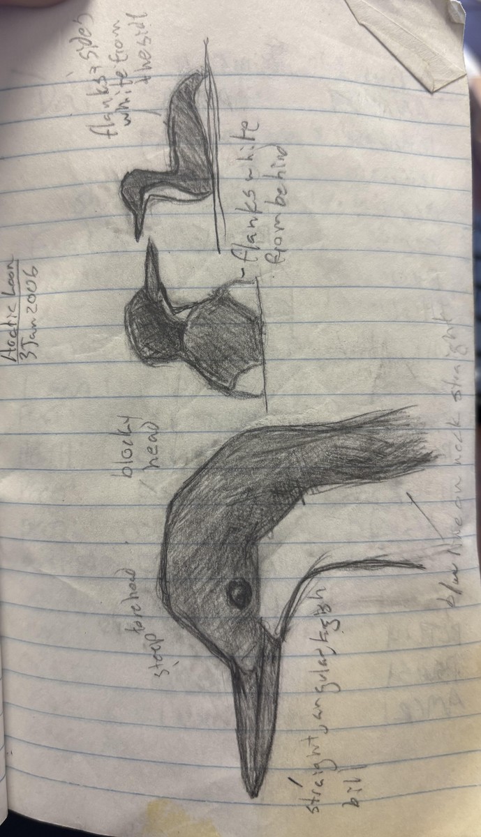 Arctic/Pacific Loon - ML639920964