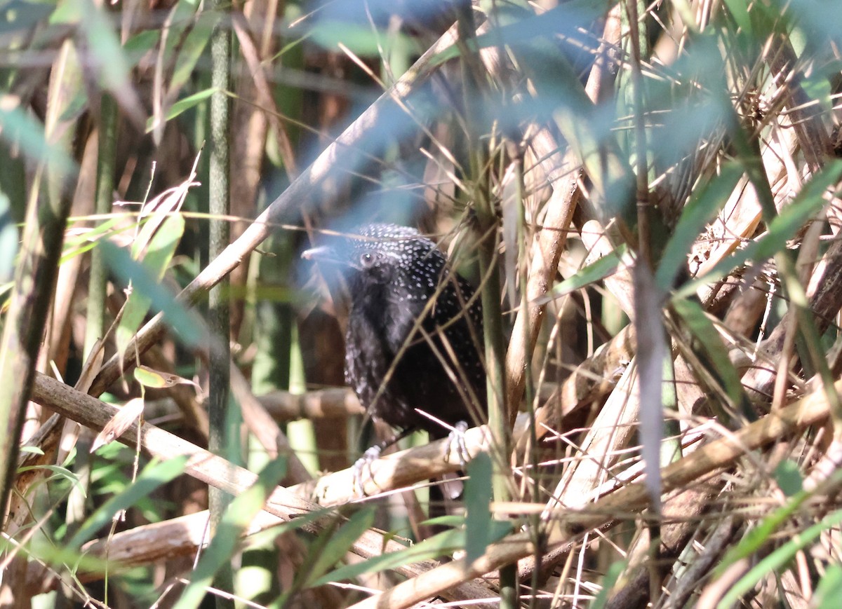 Large-tailed Antshrike - ML639920968