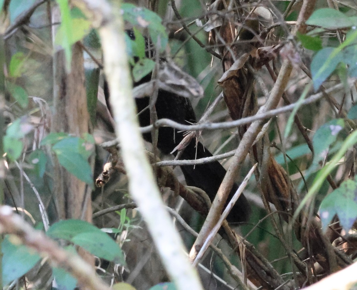 Large-tailed Antshrike - ML639920975