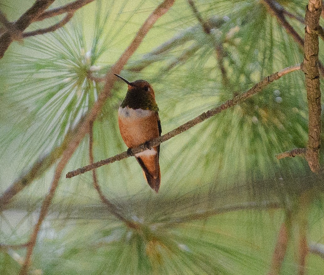 Rufous Hummingbird - ML639920996