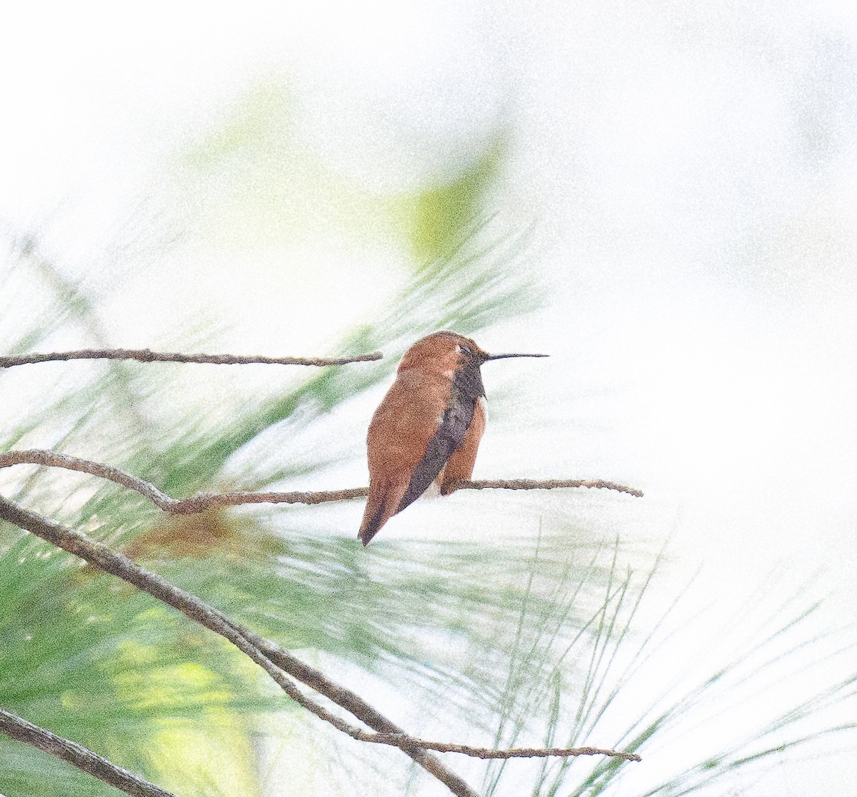 Rufous Hummingbird - ML639920998