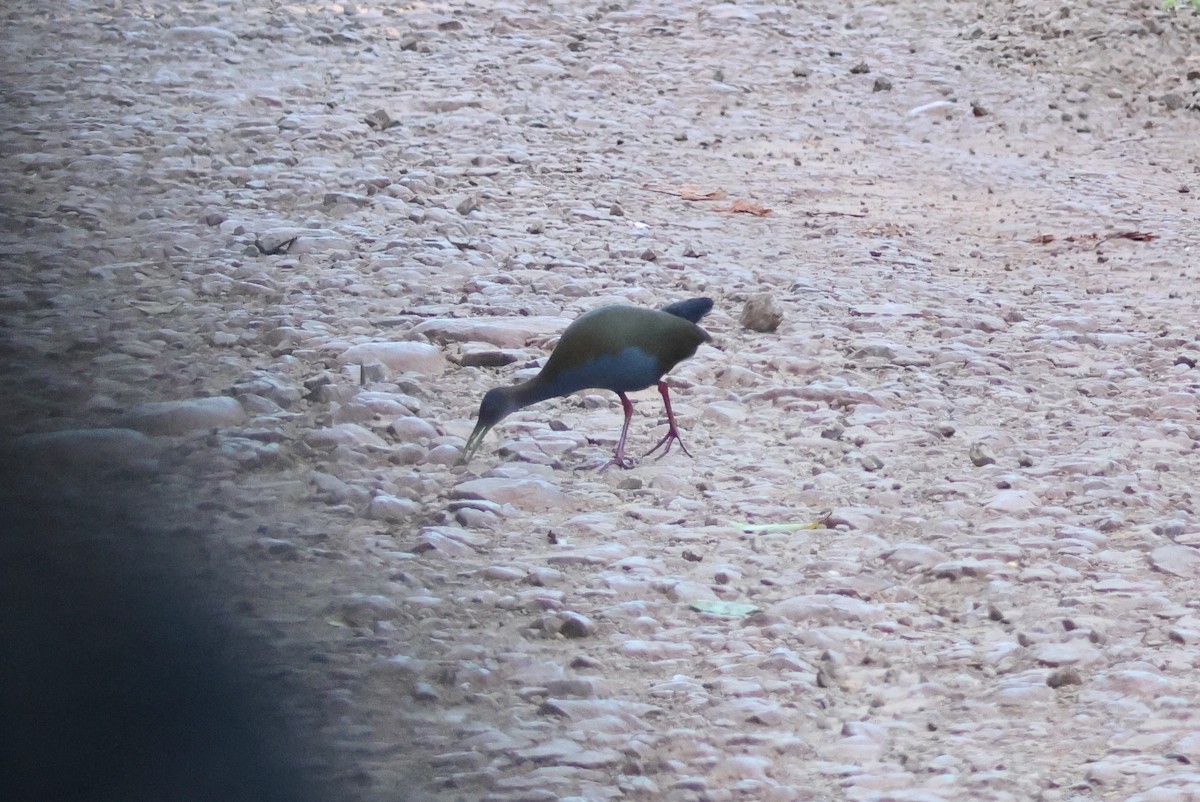 Slaty-breasted Wood-Rail - ML639921036