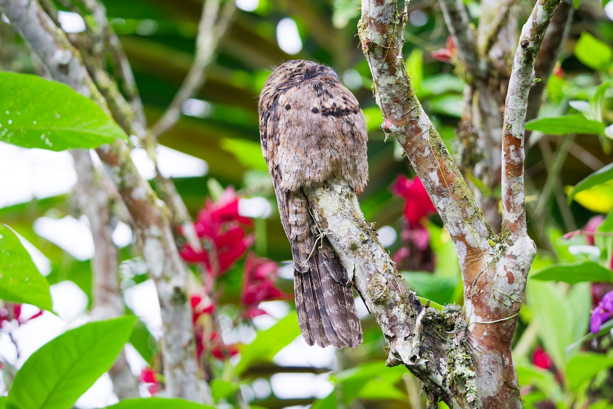Common Potoo - ML639921080