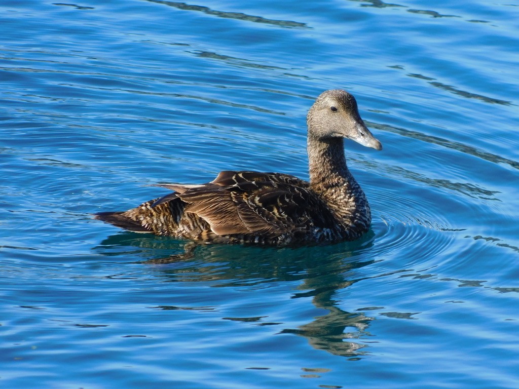 Common Eider - ML639921124